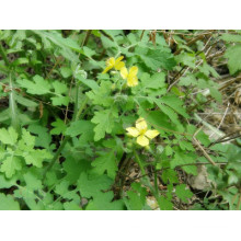 Échantillon gratuit extrait de fines herbes de chélidoine 10: 1